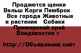 Продаются щенки Вельш Корги Пемброк  - Все города Животные и растения » Собаки   . Приморский край,Владивосток г.